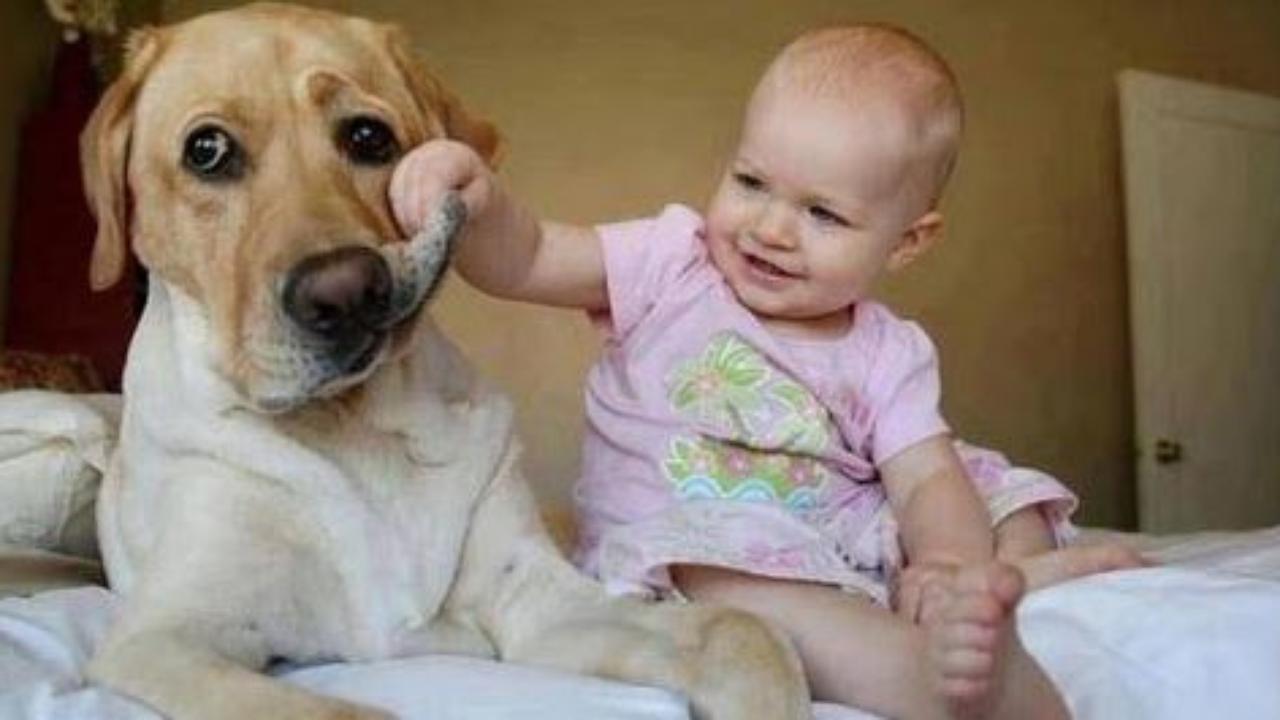 dogs and babies